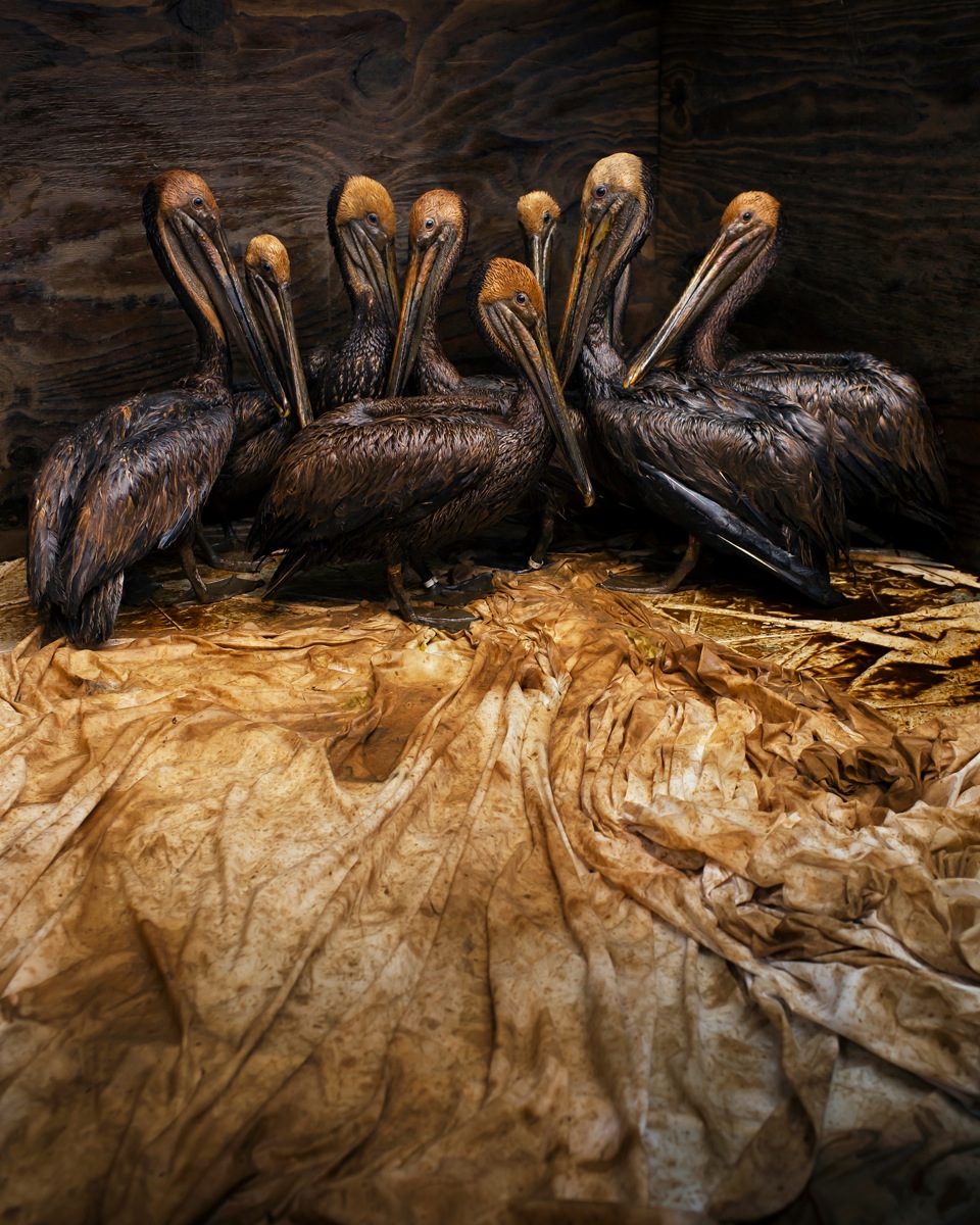 (c) Daniel Beltra, Spain / Wildlife Photographer of the Year 2011